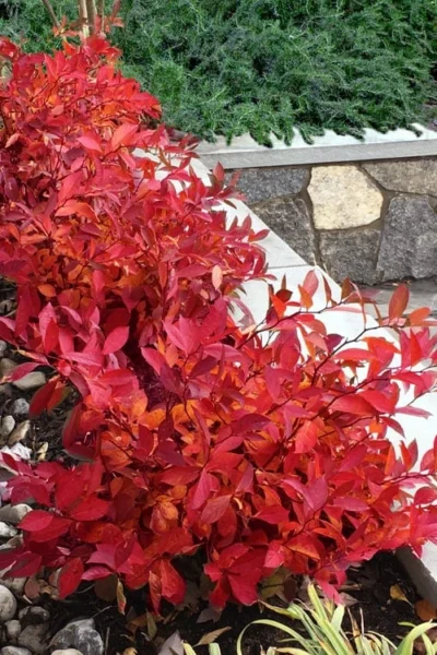 Scentlandia Sweetspire (Itea Virginica) - 3 Gallon Pot 10 Scentlandia Sweetspire (Itea Virginica) - 3 Gallon Pot -Chaste Tree World itea virginica scentlandia virginia sweetspire 7