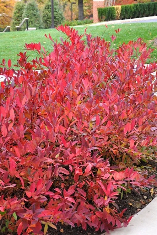 Virginia Sweetspire (Itea Virginica) - 1 Gallon Pot 6 Virginia Sweetspire (Itea Virginica) - 1 Gallon Pot - Image 6