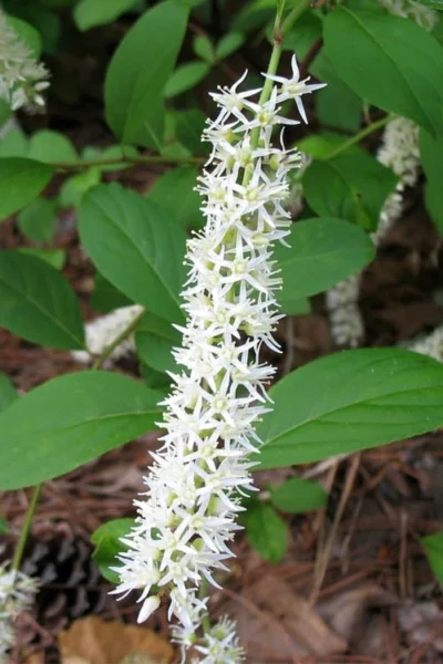 Virginia Sweetspire (Itea Virginica) - 3 Gallon Pot -Chaste Tree World itea virginica virginia sweetspire 7 1