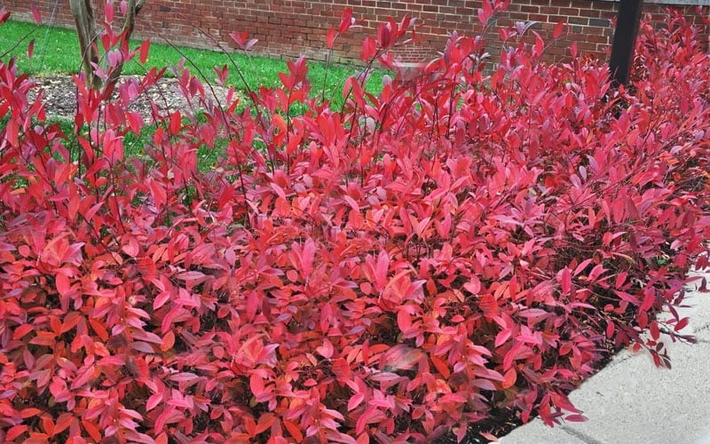 Virginia Sweetspire (Itea Virginica) - 1 Gallon Pot 4 Virginia Sweetspire (Itea Virginica) - 1 Gallon Pot - Image 4