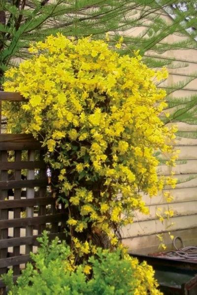 Carolina Yellow Jasmine - Jessamine (Gelsium Sempervirens) - 6 Pack Of 1 Gallon Pots 10 Carolina Yellow Jasmine - Jessamine (Gelsium Sempervirens) - 6 Pack Of 1 Gallon Pots -Chaste Tree World jasmine carolina 21