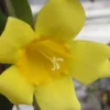 Carolina Yellow Jasmine (Jessamine) Gelsemium Sempervirens - 2 Gallon Pot