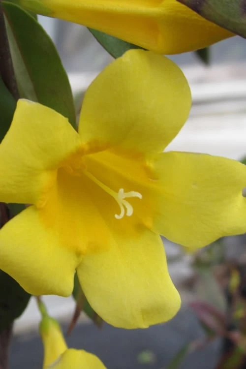 Carolina Yellow Jasmine - Jessamine (Gelsium Sempervirens) - 6 Pack Of 1 Gallon Pots 1 Carolina Yellow Jasmine - Jessamine (Gelsium Sempervirens) - 6 Pack Of 1 Gallon Pots