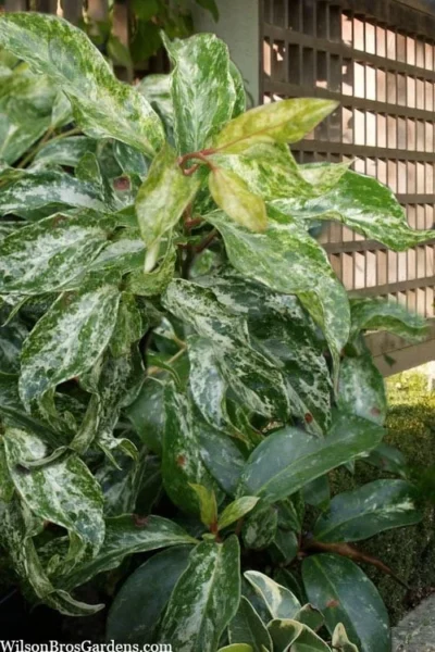 Chirifu Evergreen Magnolia Vine (Kadsura Japonica) - 2 Gallon Pot