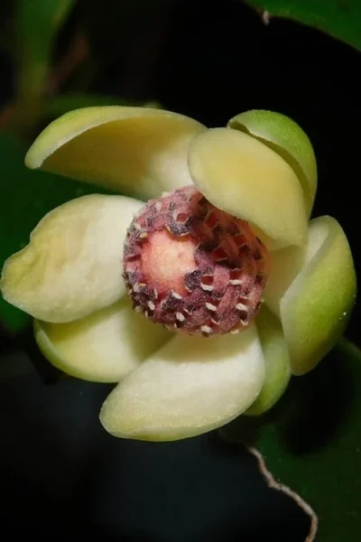 Chirifu Evergreen Magnolia Vine (Kadsura Japonica) - 2 Gallon Pot -Chaste Tree World kadsura japonica chirfu variegated evergreen magnolia vine 3