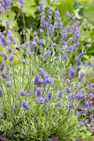 Platinum Blonde English Lavender Plant - 1 Gallon Pot 12 Platinum Blonde English Lavender Plant - 1 Gallon Pot -Chaste Tree World lavandula angustifolia momparler platinum blonde lavender 2
