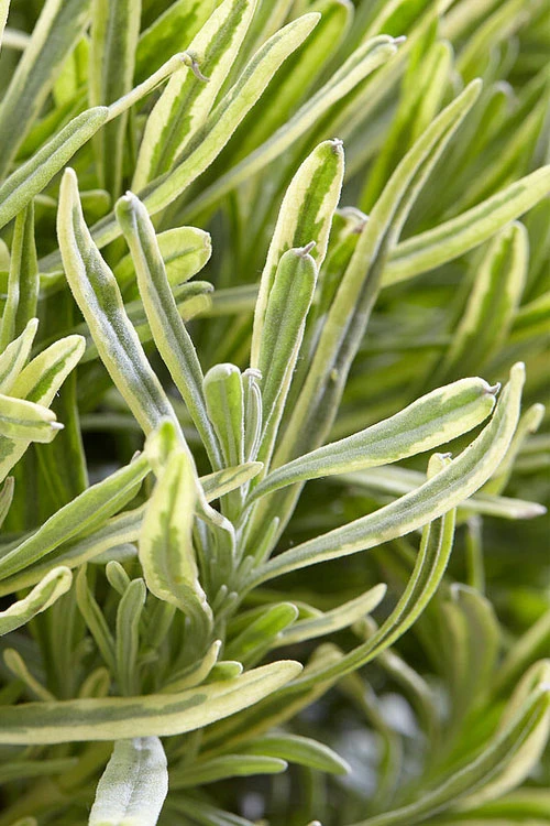 Platinum Blonde English Lavender Plant - 1 Gallon Pot 8 Platinum Blonde English Lavender Plant - 1 Gallon Pot - Image 8