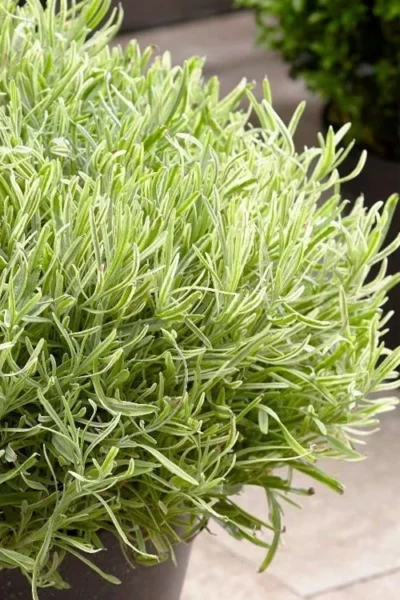 Platinum Blonde English Lavender Plant - 1 Gallon Pot 13 Platinum Blonde English Lavender Plant - 1 Gallon Pot -Chaste Tree World lavandula angustifolia momparler platinum blonde lavender 5