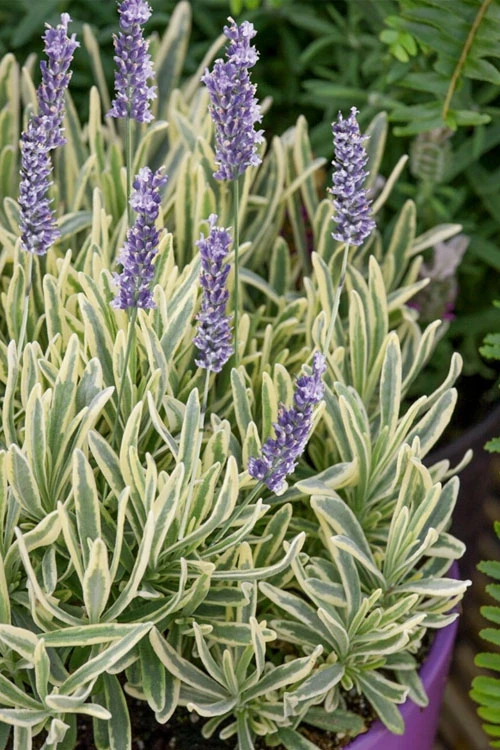 Platinum Blonde English Lavender Plant - 1 Gallon Pot 1 Platinum Blonde English Lavender Plant - 1 Gallon Pot