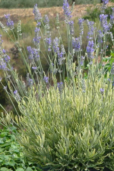 Platinum Blonde English Lavender Plant - 1 Gallon Pot 14 Platinum Blonde English Lavender Plant - 1 Gallon Pot -Chaste Tree World lavandula angustifolia momparler platinum blonde lavender 7