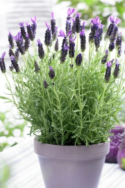 Anouk Spanish Lavender - 5 Pack Of Quart Pots