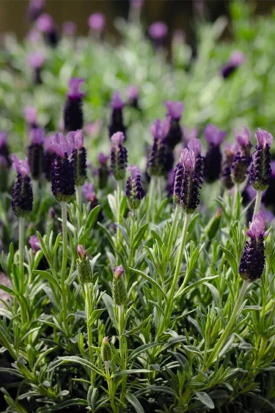 Anouk Spanish Lavender - 5 Pack Of Quart Pots 12 Anouk Spanish Lavender - 5 Pack Of Quart Pots -Chaste Tree World lavandula stoechas anouk spanish lavender 5