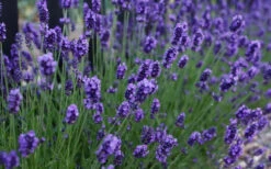 Sweet Romance English Lavender Plant - 1 Gallon Pot 13 Sweet Romance English Lavender Plant - 1 Gallon Pot -Chaste Tree World lavendula angustifolia sweet romance lavender 3