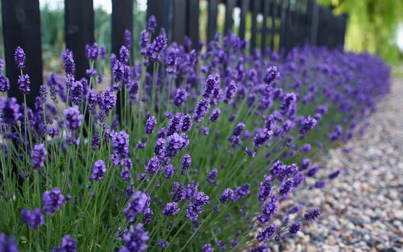 Sweet Romance English Lavender Plant - 1 Gallon Pot 4 Sweet Romance English Lavender Plant - 1 Gallon Pot - Image 4