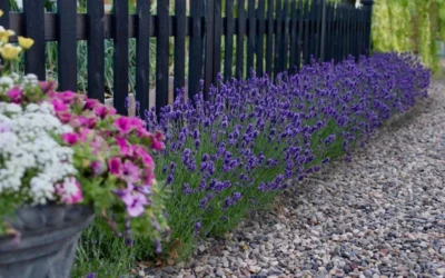 Sweet Romance English Lavender Plant - 1 Gallon Pot -Chaste Tree World lavendula angustifolia sweet romance lavender 5