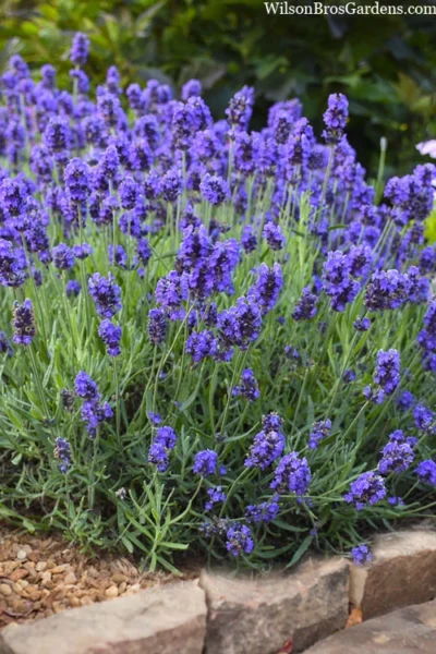 Sweet Romance English Lavender Plant - 1 Gallon Pot -Chaste Tree World lavendula angustifolia sweet romance lavender 6