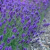 Sweet Romance English Lavender Plant - 1 Gallon Pot