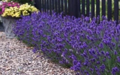 Sweet Romance English Lavender Plant - 1 Gallon Pot 15 Sweet Romance English Lavender Plant - 1 Gallon Pot -Chaste Tree World lavendula angustifolia sweet romance lavender 8