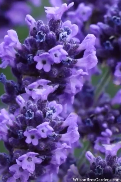 Sweet Romance English Lavender Plant - 1 Gallon Pot -Chaste Tree World lavendula angustifolia sweet romance lavender 9