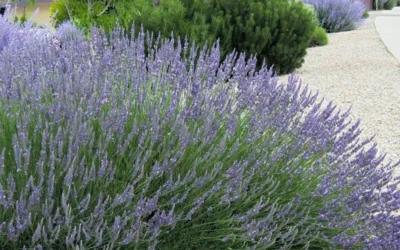 Grosso Lavender - 5 Pack Of Quart Pots -Chaste Tree World lavendula intermedia grosso french lavender 4