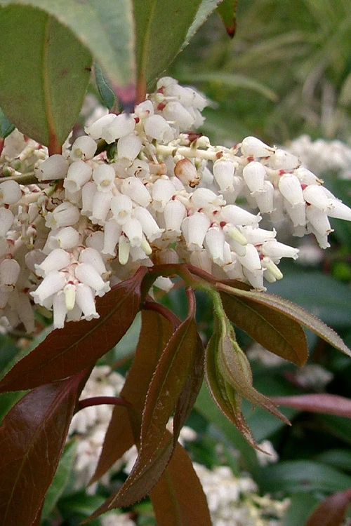 Coast Leucothoe (Fetter Bush) - 3 Gallon Pot 1 Coast Leucothoe (Fetter Bush) - 3 Gallon Pot