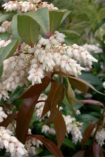 Coast Leucothoe (Fetter Bush) - 3 Gallon Pot 11 Coast Leucothoe (Fetter Bush) - 3 Gallon Pot -Chaste Tree World leucothoe axillaris coastal doghobble 2