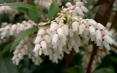 Coast Leucothoe (Fetter Bush) - 3 Gallon Pot 10 Coast Leucothoe (Fetter Bush) - 3 Gallon Pot -Chaste Tree World leucothoe axillaris coastal doghobble 3