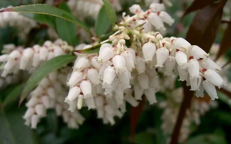 Coast Leucothoe (Fetter Bush) - 3 Gallon Pot 5 Coast Leucothoe (Fetter Bush) - 3 Gallon Pot - Image 5