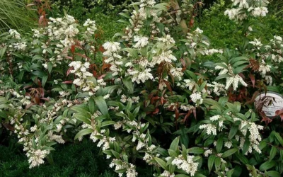 Coast Leucothoe (Fetter Bush) - 3 Gallon Pot 9 Coast Leucothoe (Fetter Bush) - 3 Gallon Pot -Chaste Tree World leucothoe axillaris coastal doghobble 4