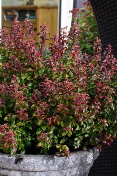 Twisting Red Leucothoe (Fetterbush) - 1 Gallon Pot -Chaste Tree World leucothoe axillaris twisting red coastal dog hobble 2