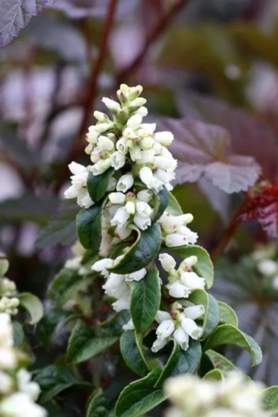 Twisting Red Leucothoe (Fetterbush) - 1 Gallon Pot -Chaste Tree World leucothoe axillaris twisting red coastal dog hobble 5