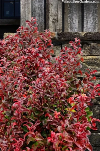 Twisting Red Leucothoe (Fetterbush) - 1 Gallon Pot -Chaste Tree World leucothoe axillaris twisting red coastal dog hobble 7
