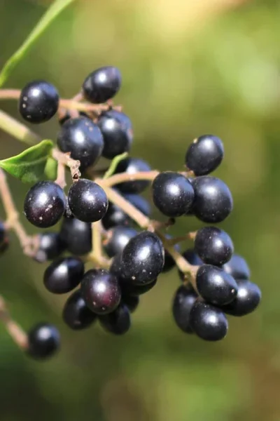 Waxleaf Ligustrum - 1 Gallon Pot -Chaste Tree World ligustrum japonicum waxleaf privet 2