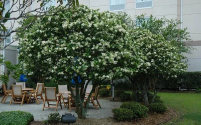 Waxleaf Ligustrum - 1 Gallon Pot -Chaste Tree World ligustrum japonicum waxleaf privet 7