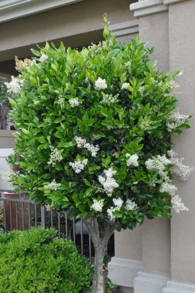 Waxleaf Ligustrum - 1 Gallon Pot -Chaste Tree World ligustrum japonicum waxleaf privet 8