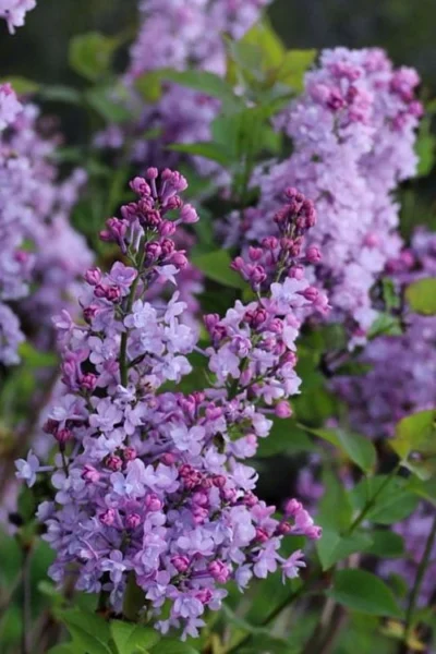 Scentara Double Blue Lilac - 3 Gallon Pot 7 Scentara Double Blue Lilac - 3 Gallon Pot -Chaste Tree World lilac scentara double blue 1