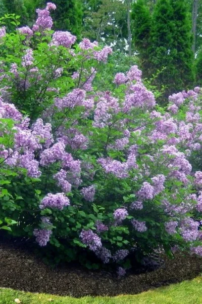 Scentara Double Blue Lilac - 3 Gallon Pot 6 Scentara Double Blue Lilac - 3 Gallon Pot -Chaste Tree World lilac scentara double blue 4