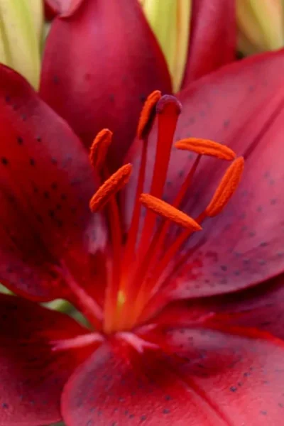 Tiny Comfort Asiatic Lily - 1 Gallon Pot 11 Tiny Comfort Asiatic Lily - 1 Gallon Pot -Chaste Tree World lilium asiaticum tiny comfort asian lily 1