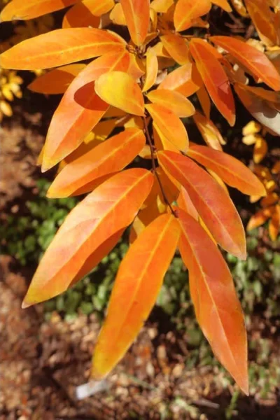 Willow Leaf Spicebush (Lindera Angustifolia) - 3 Gallon Pot -Chaste Tree World lindera angustifolia willow leaf spicebush 10