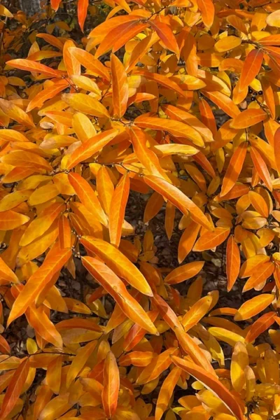 Willow Leaf Spicebush (Lindera Angustifolia) - 3 Gallon Pot -Chaste Tree World lindera angustifolia willow leaf spicebush 11