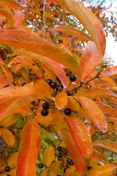 Willow Leaf Spicebush (Lindera Angustifolia) - 3 Gallon Pot -Chaste Tree World lindera angustifolia willow leaf spicebush 13