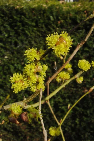 Willow Leaf Spicebush (Lindera Angustifolia) - 3 Gallon Pot -Chaste Tree World lindera angustifolia willow leaf spicebush 3