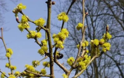 Willow Leaf Spicebush (Lindera Angustifolia) - 3 Gallon Pot -Chaste Tree World lindera angustifolia willow leaf spicebush 6