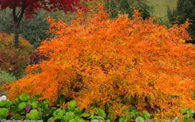 Willow Leaf Spicebush (Lindera Angustifolia) - 3 Gallon Pot -Chaste Tree World lindera angustifolia willow leaf spicebush 7