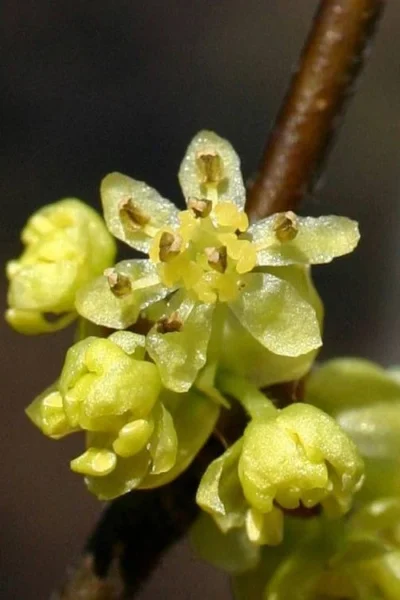 Spicebush (Lindera Benzoin) - 3 Gallon Pot -Chaste Tree World lindera benzoin yellow spicebush 1