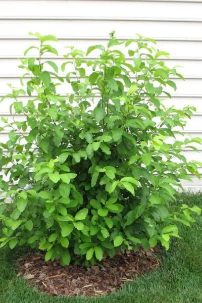 Spicebush (Lindera Benzoin) - 3 Gallon Pot -Chaste Tree World lindera benzoin yellow spicebush 11