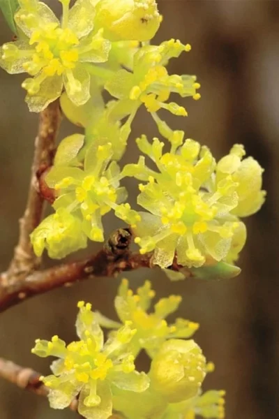 Spicebush (Lindera Benzoin) - 3 Gallon Pot