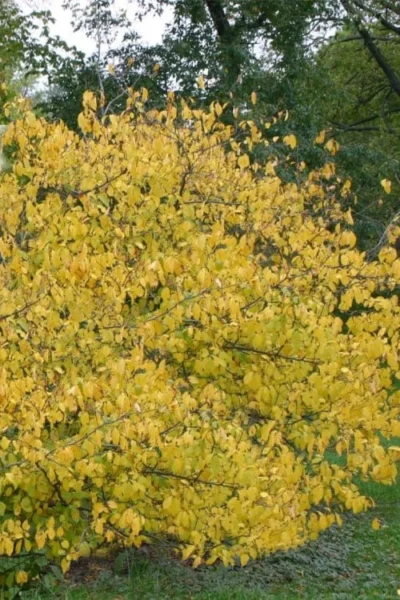 Spicebush (Lindera Benzoin) - 3 Gallon Pot -Chaste Tree World lindera benzoin yellow spicebush 21
