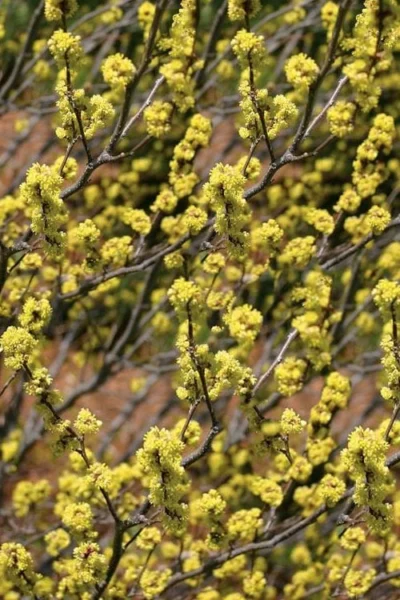 Spicebush (Lindera Benzoin) - 3 Gallon Pot -Chaste Tree World lindera benzoin yellow spicebush 22
