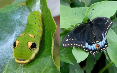 Spicebush (Lindera Benzoin) - 3 Gallon Pot -Chaste Tree World lindera benzoin yellow spicebush 23